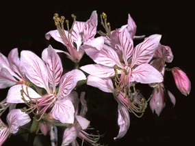 Dictamnus albus L. - Limonella, Frassinella