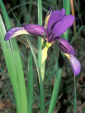 Iris graminea L. - Giaggiolo susinario