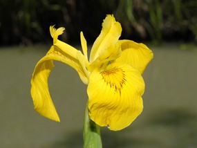 Iris pseudacorus L. - Giaggiolo d'acqua 
