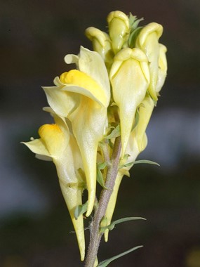 Linaria vulgaris Mill. subsp. vulgaris - Linaria comune 