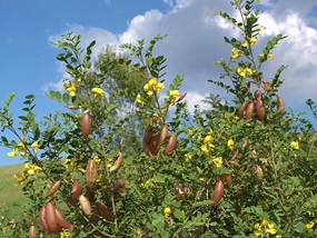 Colutea arborescens L. - Vesicaria 