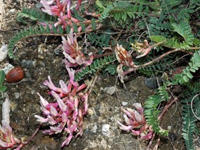 Astragalus monspessulanus L. subsp. monspessulanus - Astragalo rosato 