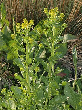 Barbarea vulgaris R. Br. subsp. vulgaris - Erba di Santa Barbara comune 