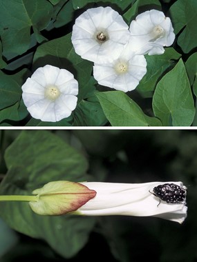 Calystegia sepium (L.) R. Br. subsp. sepium - Vilucchio bianco, Campanelle 