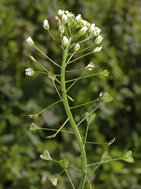 Capsella bursa-pastoris (L.) Medik. subsp. bursa-pastoris - Borsapastore comune 