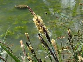 Carex acutiformis Ehrh. - Carice tagliente 