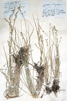 Carex canescens L. - Carice cenerina 