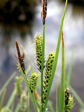 Carex elata All. subsp. elata - Carice spondicola 