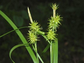 Carex flava L. - Carice gialla 