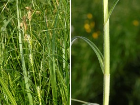 Carex hirta L. - Carice villosa 