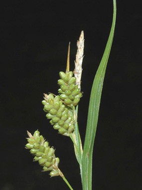 Carex pallescens L. - Carice verde-pallida 