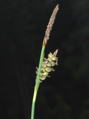 Carex panicea L. - Carice migliacea 