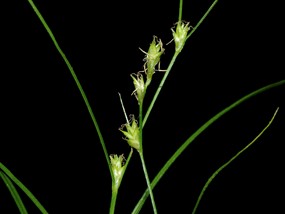 Carex remota L. - Carice ascellare 
