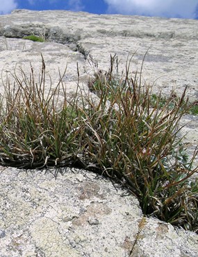 Carex rupestris All. - Carice delle creste 