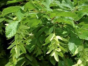 Carpinus betulus L. - Carpino bianco, Carpino comune