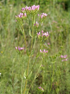 Centaurium erythraea Rafn subsp. erythraea - Centauro maggiore 