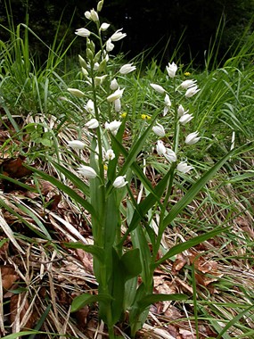 Cephalanthera longifolia (L.) Fritsch - Cefalantera maggiore 