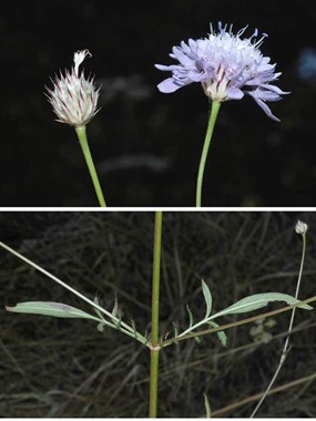Cephalaria transsylvanica (L.) Roem. & Schult. - Vedovina maggiore 