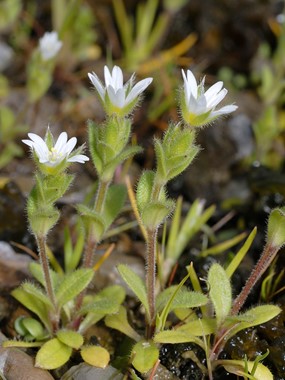 Cerastium pumilum Curtis - Peverina piccola 