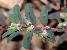 Chamaesyce maculata (L.) Small - Euforbia macchiata 