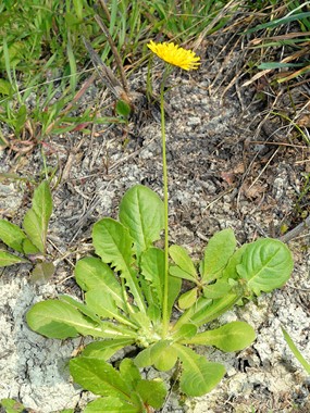 Crepis sancta (L.) Babc. - Radicchiella di Terrasanta 