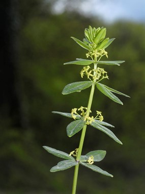 Cruciata glabra (L.) Ehrend. subsp. glabra - Crocettona glabra 