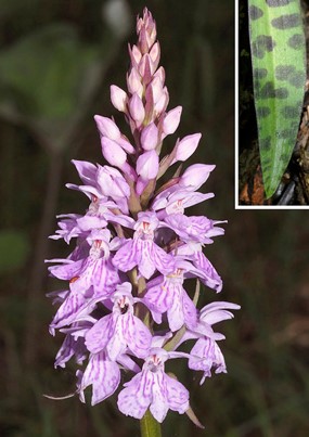 Dactylorhiza maculata (L.) Soó subsp. fuchsii (Druce) Hyl. - Orchide macchiata 