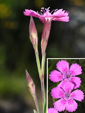 Dianthus deltoides L. subsp. deltoides - Garofano minore 