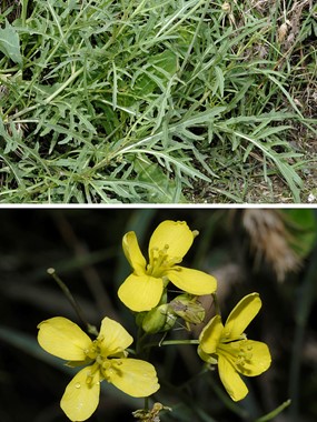 Diplotaxis tenuifolia (L.) DC. - Ruchetta selvatica 