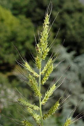 Echinochloa crusgalli (L.) P. Beauv. - Giavone comune, Panicastrella 