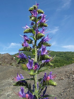 Echium vulgare L. subsp. vulgare - Viperina azzurra 