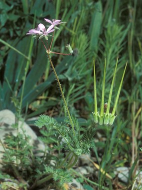 Erodium cicutarium (L.) L'Hér. - Becco di gru comune, Cicutaria 