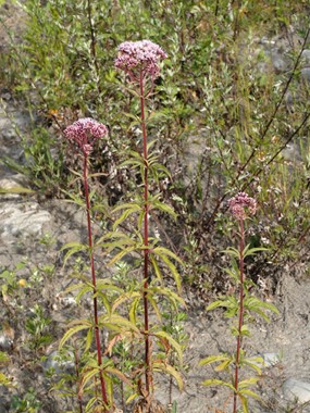 Eupatorium cannabinum L. subsp. cannabinum - Canapa acquatica 