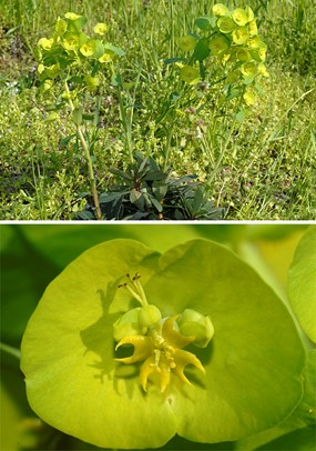 Euphorbia amygdaloides L. subsp. amygdaloides - Euforbia delle faggete 
