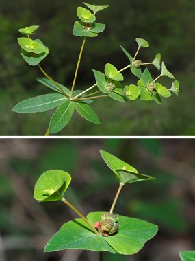 Euphorbia dulcis L. - Euforbia bitorzoluta 