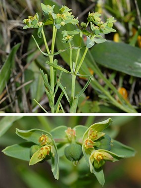Euphorbia exigua L. subsp. exigua - Euforbia sottile 
