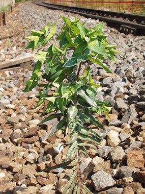 Euphorbia lathyris L. - Euforbia catapuzia 