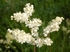 Filipendula vulgaris Moench - Olmaria peperina 