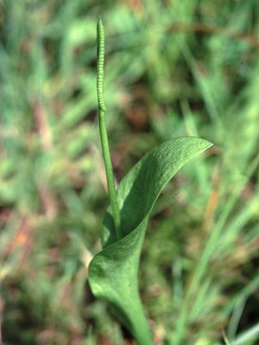Ophioglossum vulgatum L. - Ofioglosso comune 