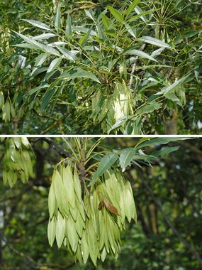 Fraxinus angustifolia Vahl subsp. oxycarpa (Willd.) Franco & Rocha Afonso - Frassino meridionale 