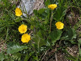 Geum montanum L. - Cariofillata montana