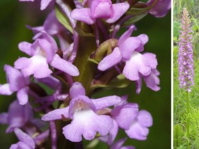 Gymnadenia conopsea (L.) R. Br. - Manina rosea 