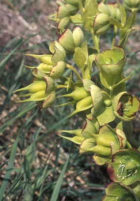 Helleborus foetidus L. subsp. foetidus - Elleboro puzzolente 