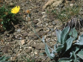 Hieracium tomentosum (L.) L. - Sparviere lanoso 
