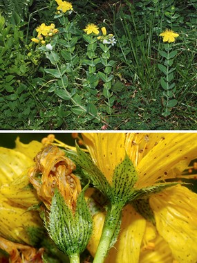 Hypericum richeri Vill. subsp. richeri - Erba di San Giovanni di Belleval 