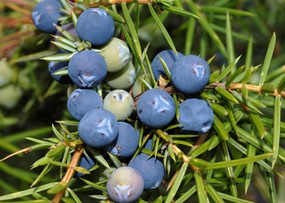 Juniperus communis L. - Ginepro comune 