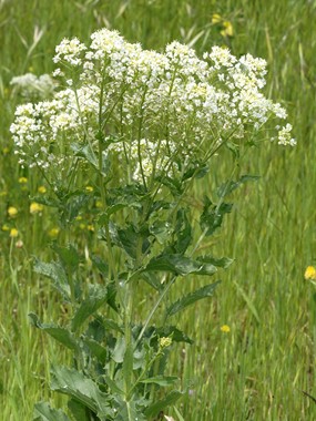 Lepidium draba L. subsp. draba - Cocola, Lattona 