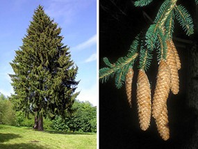 Picea abies (L.) H. Karst. - Abete rosso, Peccio 