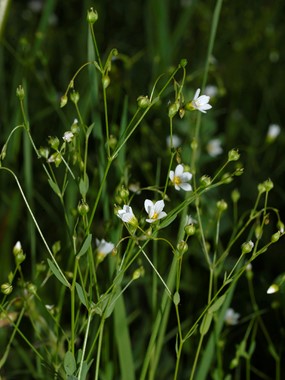Linum catharticum L. subsp. catharticum - Lino purgativo 