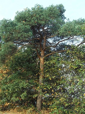 Pinus sylvestris L. - Pino silvestre, Pino rosso